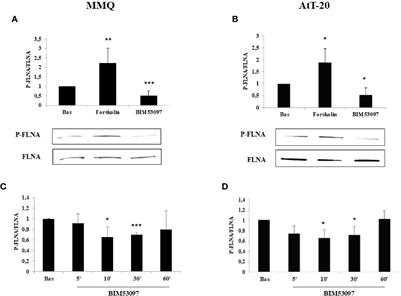 A Novel Mechanism Regulating Dopamine Receptor Type 2 Signal Transduction in Pituitary Tumoral Cells: The Role of cAMP/PKA-Induced Filamin A Phosphorylation